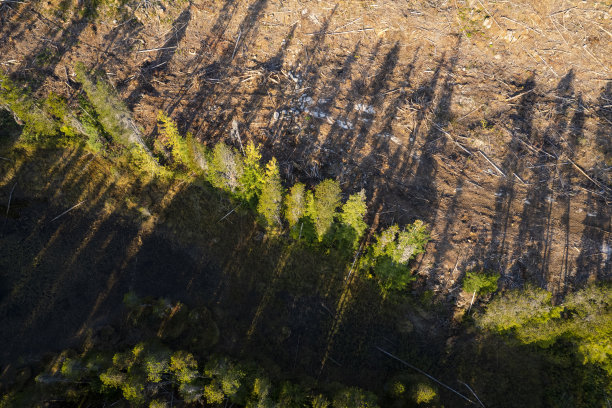 林业和毁林概念图片下载