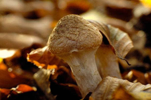 蜜环菌(蜜环菌)-从叶片层生长的野生蘑菇-自然突破概念图片下载