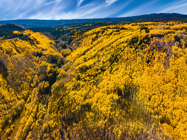 美国西部树木和国家公园景观和植被照片系列的鸟瞰图图片下载