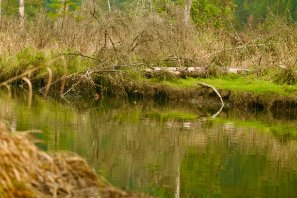 森林背景图片下载