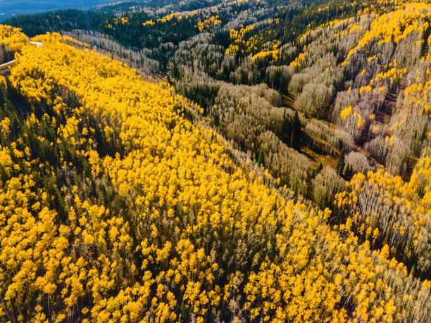 美国西部树木和国家公园景观和植被照片系列的鸟瞰图图片下载