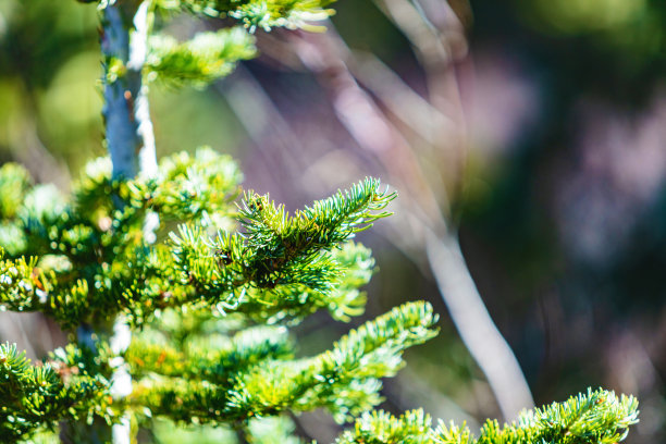 森林和森林砍伐美国西部树木和国家公园景观和植被照片系列图片下载