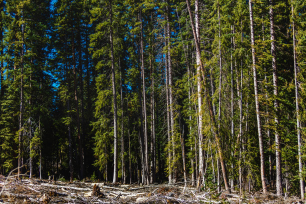 森林和森林砍伐美国西部树木和国家公园景观和植被照片系列图片下载