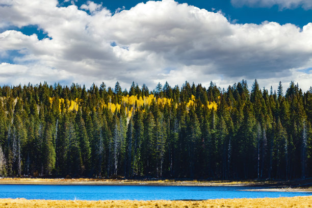 森林和森林砍伐美国西部树木和国家公园景观和植被照片系列图片下载