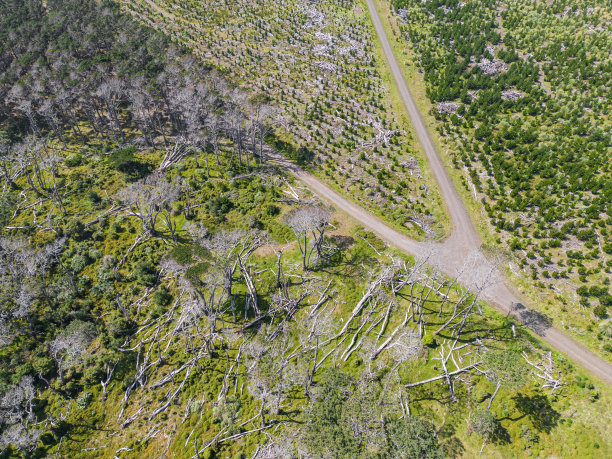 森林，毁林区。图片下载