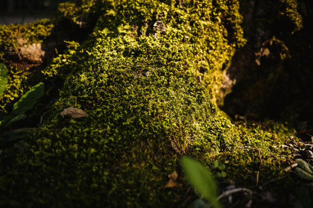 雾蒙蒙的森林。长满苔藓的美丽森林图片下载