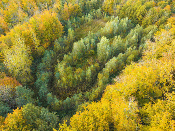 秋天的森林，从上面看五颜六色的树叶图片下载