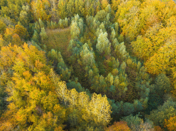 秋天的森林，从上面看五颜六色的树叶图片下载