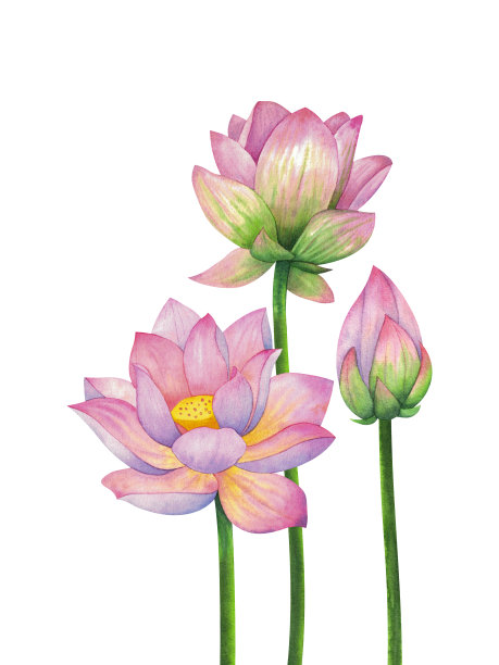 水彩画荷花的构图，孤立在白色背景上。图片下载