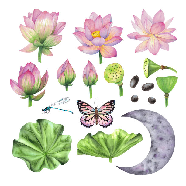 荷花、花蕾、荷叶、蝴蝶、蜻蜓和月亮。图片下载