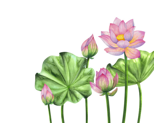 水彩画的荷花和荷叶，孤立在白色背景上。图片下载