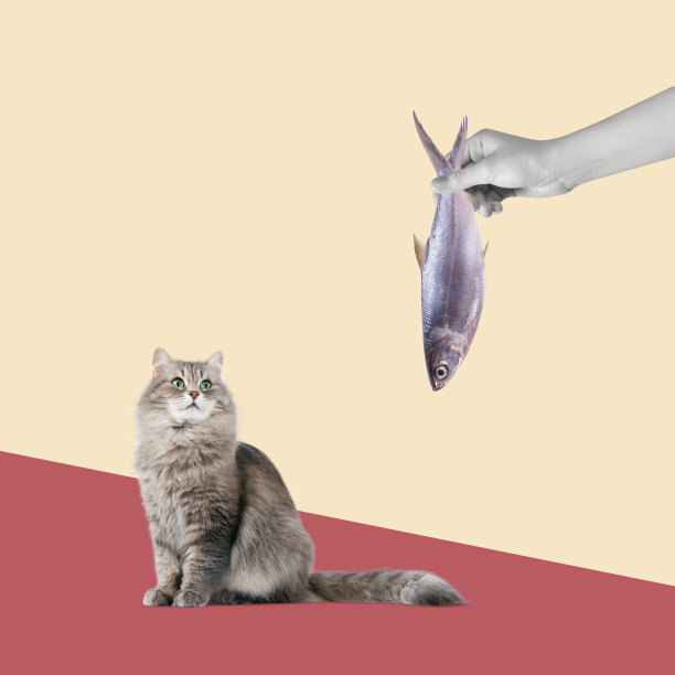 当代艺术拼贴画，一只猫和一只人手拿着一条鱼。图片下载