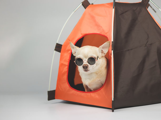 棕色短发吉娃娃狗戴着太阳镜坐在白色背景的橙色露营帐篷里。宠物旅游概念。图片下载