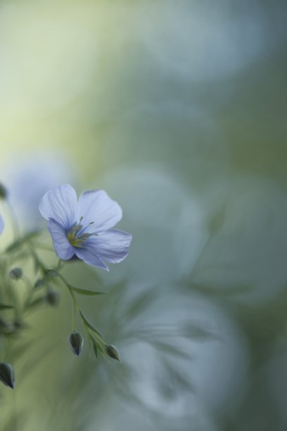 精致的蓝色亚麻花在模糊的背景。图片下载