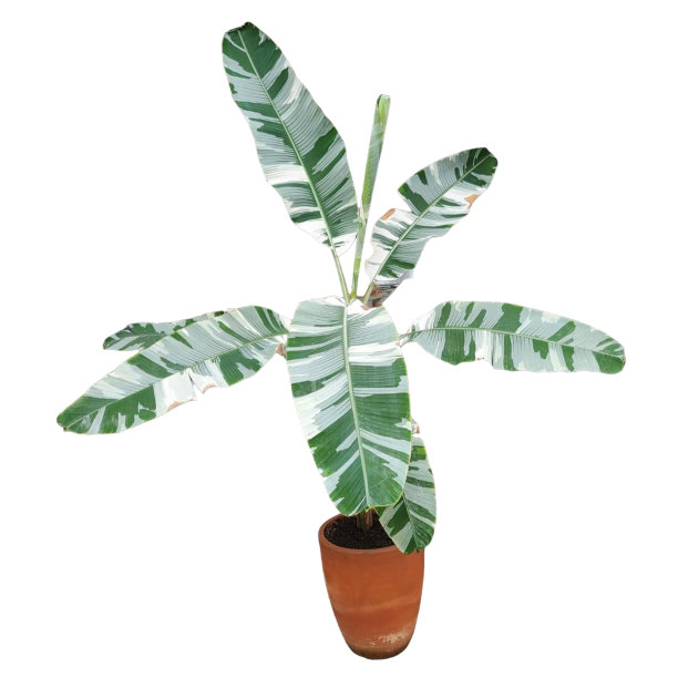 香蕉树，盆栽中叶子有斑点，白色背景图片下载