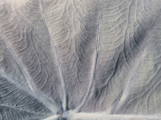 黑色，白色，绿色，变化的图案在海茉莉或海茉莉叶，美丽的背景图像。图片下载