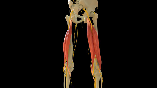 二头股肌肉解剖的医学概念3D渲染图片下载