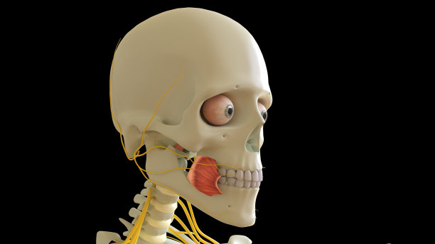 用于医学概念3D渲染的颊肌解剖图片下载