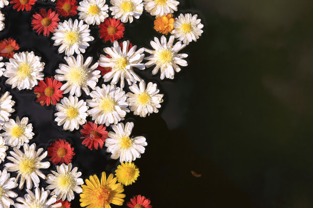 盆中水面上各种美丽的花朵图案图片下载