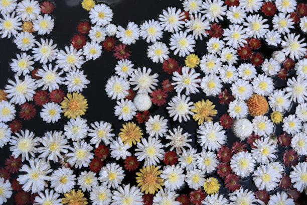 盆中水面上各种美丽的花朵图案图片下载