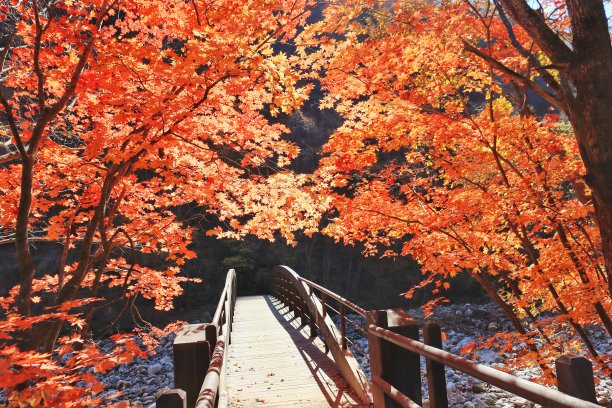 美丽的秋叶图片下载