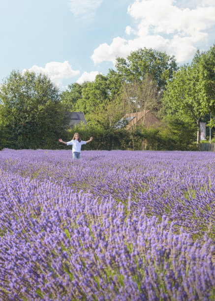 夏天的风景和一个女孩在薰衣草田。在阳光明媚的夏日，薰衣草绽放。薰衣草盛开季节图片下载