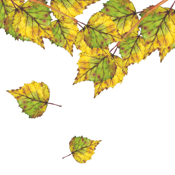 树枝上有黄色的秋叶。水彩插图。剪贴艺术植物学叶子。图片下载