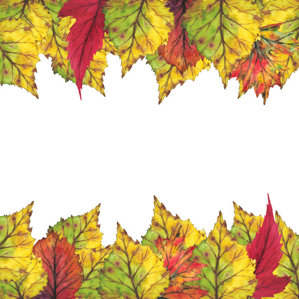 边缘是黄色的秋叶。水彩插图。剪贴艺术植物学叶子。插图贺卡，婚礼邀请，报价和装饰。图片下载