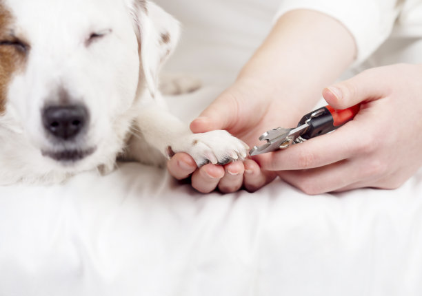 狗的指甲正在修剪。狗高兴地捂住了眼睛。宠物美容。图片下载