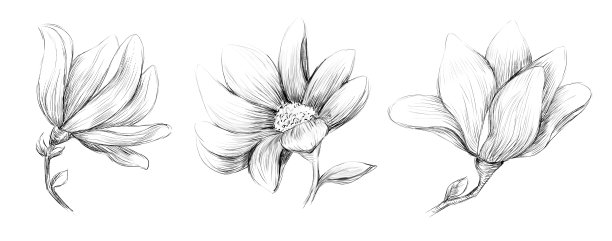 白色背景上的一组花蕾，手绘的图片下载