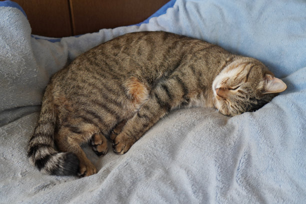 睡觉的猫图片下载