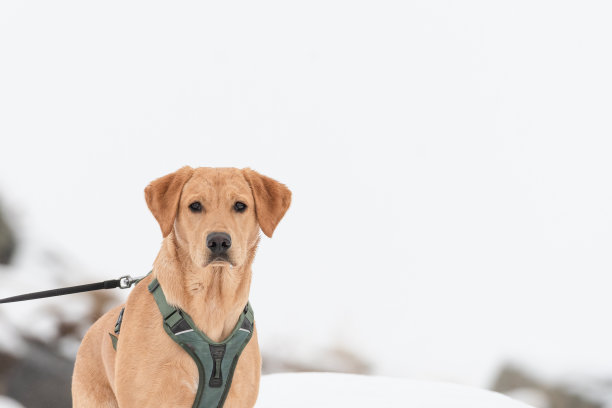 雪中的拉布拉多犬图片下载