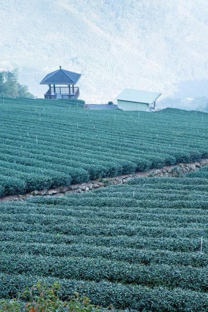 美丽绿色茶叶种植园，新鲜茶叶产品设计理念图片下载