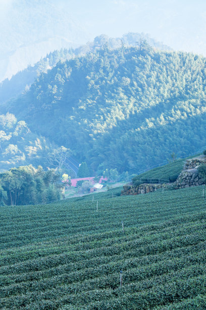 美丽绿色茶叶种植园，新鲜茶叶产品设计理念图片下载