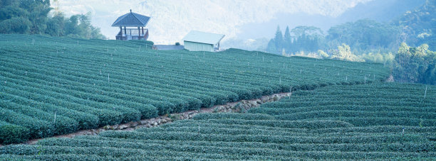 美丽绿色茶叶种植园，新鲜茶叶产品设计理念图片下载