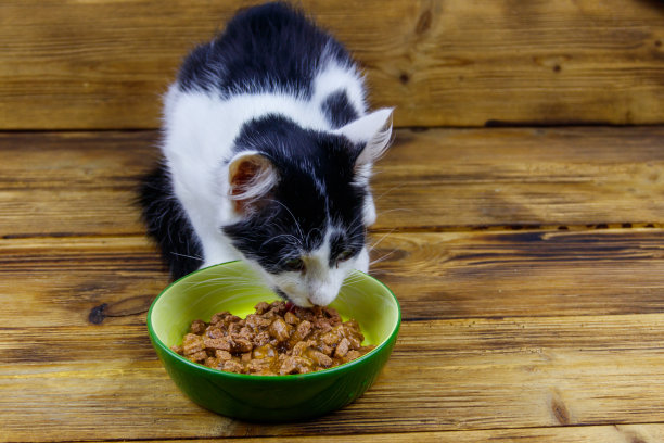 小猫在木地板上从陶瓷碗里吃东西图片下载