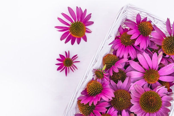 白色篮子，药用紫锥菊花和两个花序并排图片下载