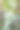 新鲜有机芒果果实在果树上图片下载