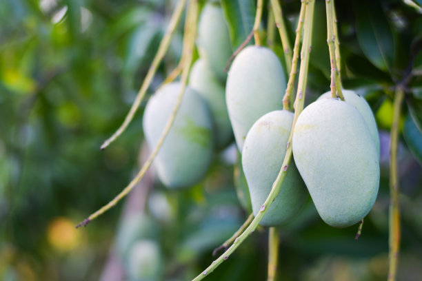 新鲜有机芒果果实在果树上图片下载