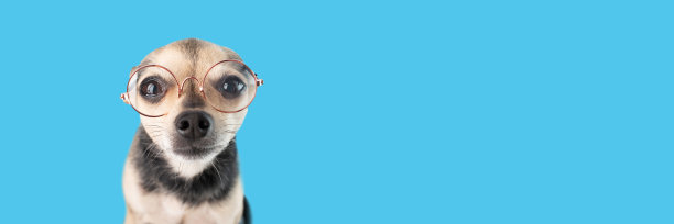 戴眼镜的狗，视力保护，宠物眼科，蓝色背景的聪明动物，横幅图片下载