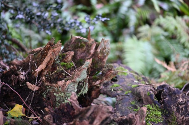 Stumpery花园图片下载