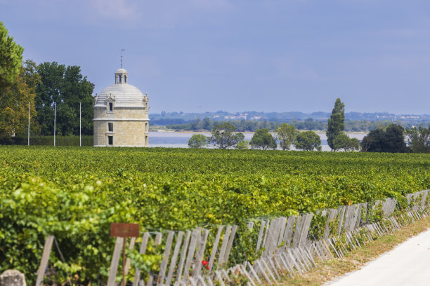 典型的葡萄园拉图酒庄附近，波尔多，阿基坦，法国图片下载