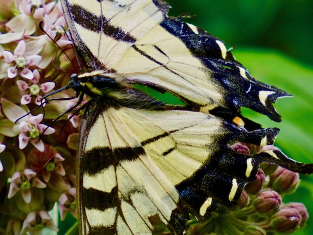 加拿大虎燕蝴蝶，落在野生美丽盛开的马利筋上图片下载