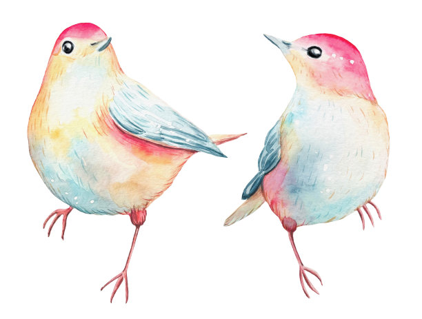 手绘可爱的卡通小鸟，白底水彩图片下载