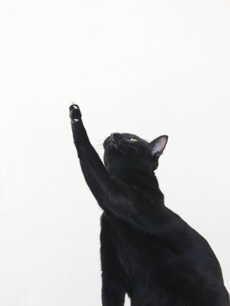 黑猫伸向白底图片下载
