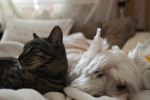 欧洲短毛猫和西部高地白梗(Westie)躺在一个坏，基辅，乌克兰图片下载