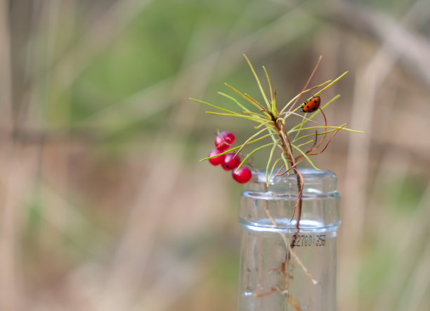 透明的玻璃。酒瓶颈标记。瓢虫。红色的浆果。图片下载