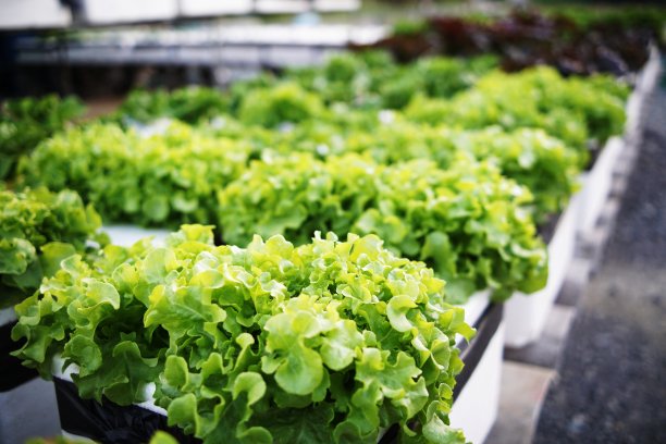 水培有机蔬菜沙拉园栽培在家庭花园图片下载