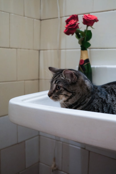 欧洲短毛猫坐在脸盆，基辅，乌克兰图片下载