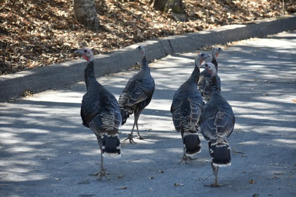 土耳其小跑图片下载